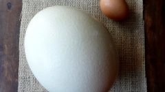 How to open and cook a ostrich egg