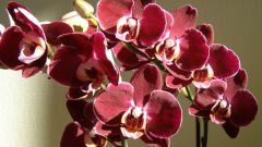Как ухаживать за орхидеями фаленопсис?