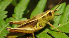 How to distinguish a grasshopper from a locust