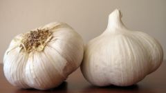 When to plant garlic