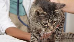 Как лечить конъюктивит у кошки