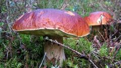 Medicinal properties of mushrooms