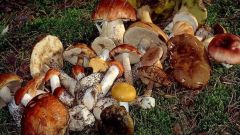 Какие полезные вещества есть в грибах