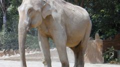 Поголовье каких слонов больше - индийских или африканских