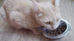 Можно ли кормить кошек только сухим кормом