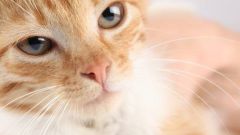 Причины появления корок на носу у котов