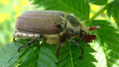 Почему майского жука называют хрущем
