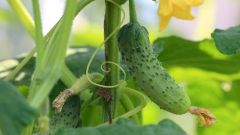 How to grow windowsill tomatoes and cucumbers