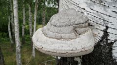 Как можно использовать гриб трутовик