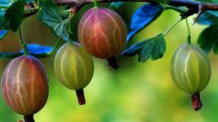 Как вырастить ягодные деревья
