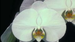 Какие орхидеи бывают
