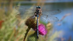 What to eat dragonflies