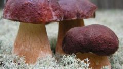К чему снятся грибы