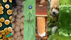 Какие царства живых организмов выделяют в природе