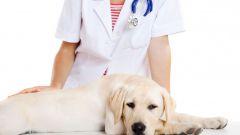 How to treat false pregnancy in dogs