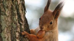 What to eat squirrels