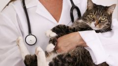 The behavior of the cat after sterilization