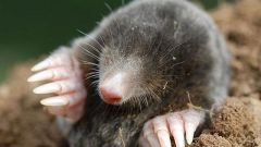 Why do moles dig holes
