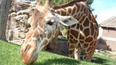 Почему у жирафа синий язык