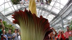 Какой цветок самый большой в мире