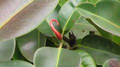 Why leaves turn yellow ficus
