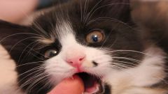 Когда происходит смена зубов у котят