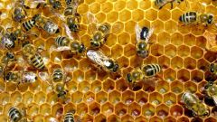 Как лечить щитовидную железу пчелиным подмором
