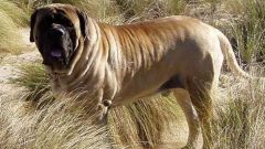 Самая большая собака в мире