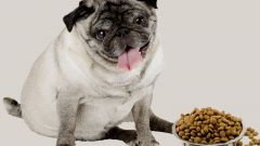 What dry food to feed a pug