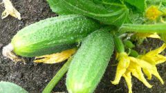 What varieties of cucumbers give a higher yield