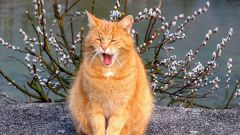 Почему коты начинают орать именно весной
