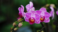 How to extend the flowering Orchid Phalaenopsis