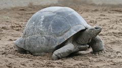 Сколько лет живет сухопутная черепаха
