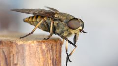 Какие насекомые переносят заболевания