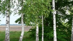 Какое дерево в России самое распространенное