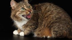 Why a well-fed cat is always yelling