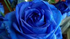 Как вырастить голубую розу