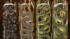 Why in bottles of alcohol lay a snake