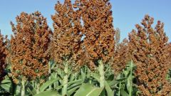 What is sorghum