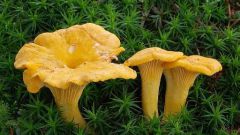Спиртовая настойка грибов лисичек: лечебные свойства
