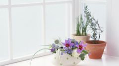 How to water house plants with tea brewing