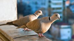 Почему голуби залетают на балкон