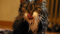Как вымыть кошку