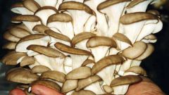 Как приготовить грибы вешенки, тушеные со сметаной  в микроволновке
