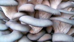 Чем полезны грибы вешенки