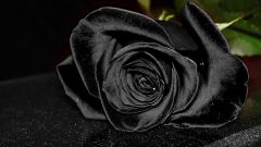 Есть ли черные розы