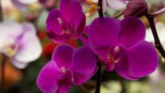 How to make Orchid bloom