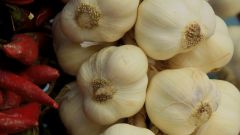 How to plant winter garlic