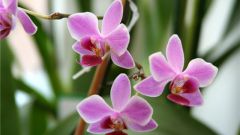 Уход за домашней орхидеей