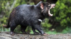 Тасманский дьявол: некоторые особенности вида
